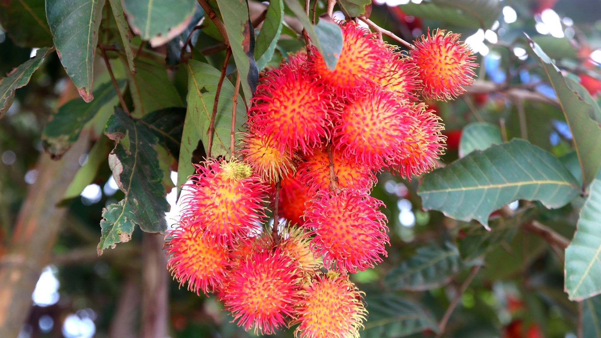 6565 C Koolau Road Kilauea, HI 96754 - Photo 24 of 30 a close up of a flower