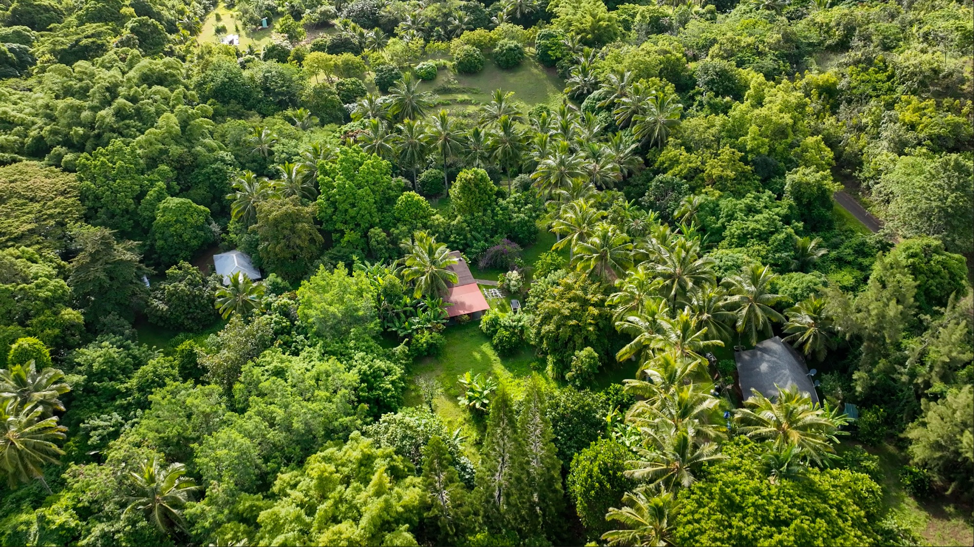 6565 C Koolau Road Kilauea, HI 96754 - Photo 27 of 30 a view of a lush green forest with lots of trees