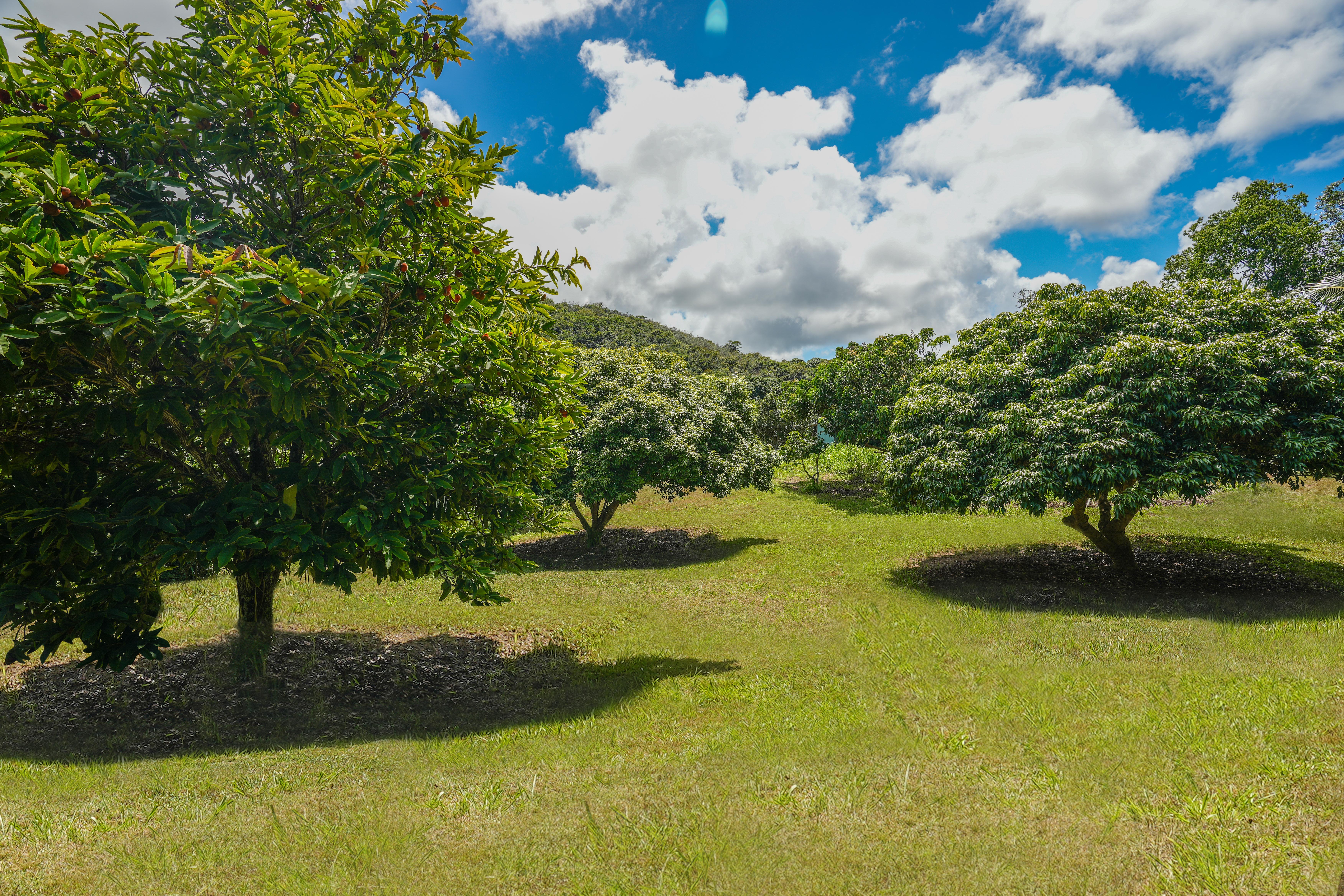 6565 C Koolau Road Kilauea, HI 96754 - Photo 28 of 30 a view of a green yard