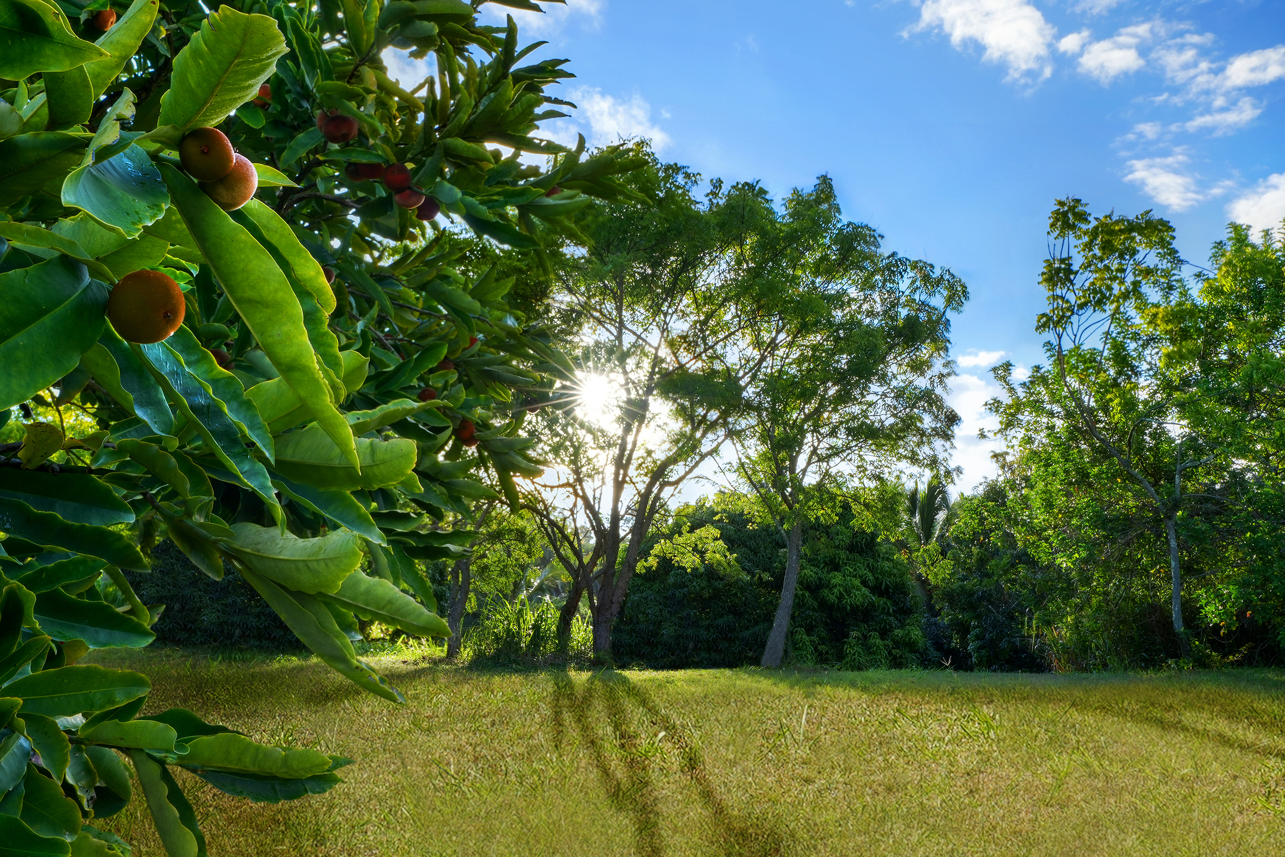 6565 C Koolau Road Kilauea, HI 96754 - Photo 30 of 30 a view of a garden