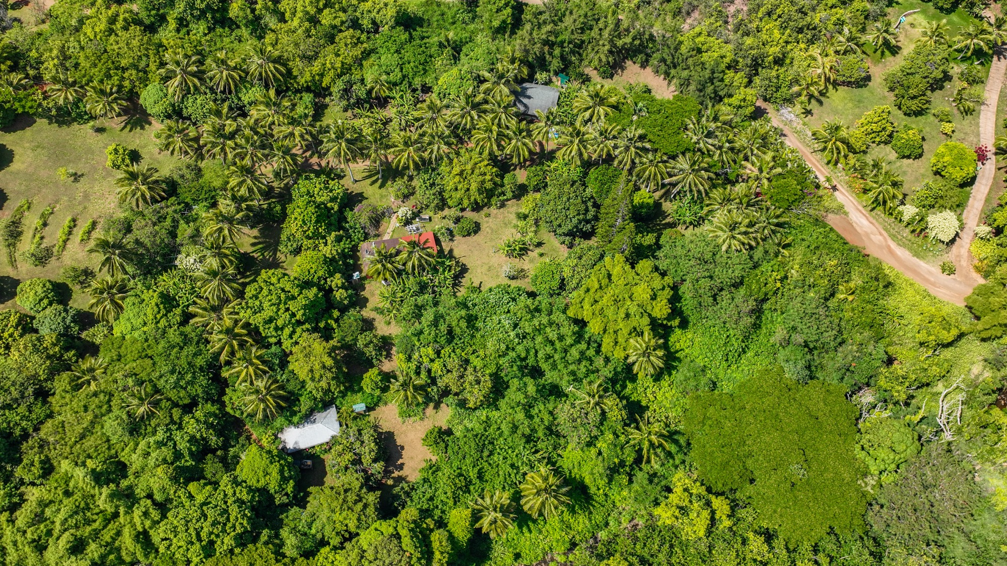 6565 C Koolau Road Kilauea, HI 96754 - Photo 9 of 30 a view of a lush green forest with a tree