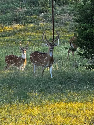 $693,000 | 505 John Price, Blanco, TX 78606