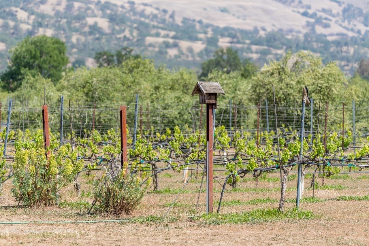 8645 County Road 49 Brooks, CA 95606 - Photo 4 of 67 Family Vineyard