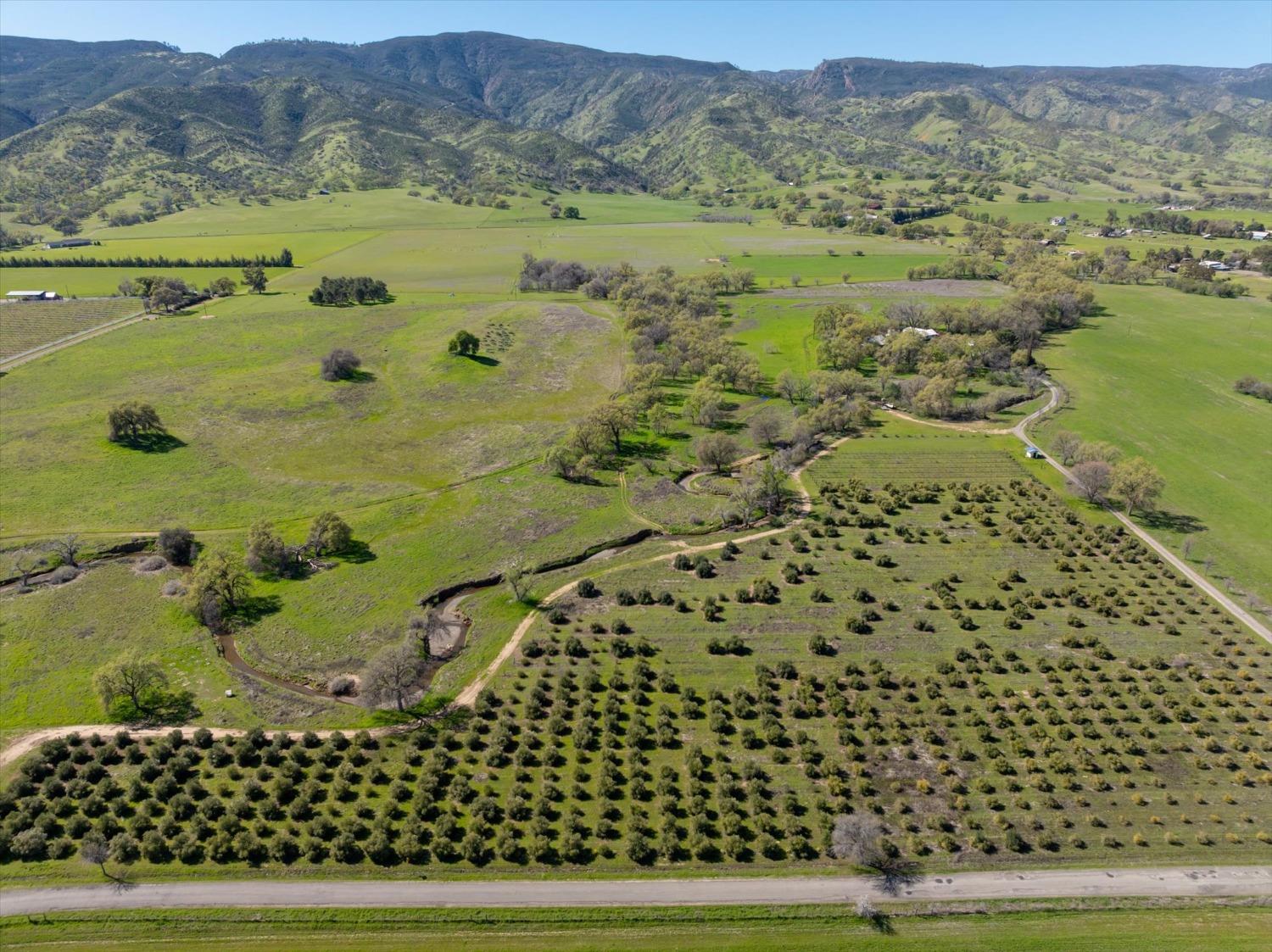 8645 County Road 49 Brooks, CA 95606 - Photo 5 of 67 Olive orchard