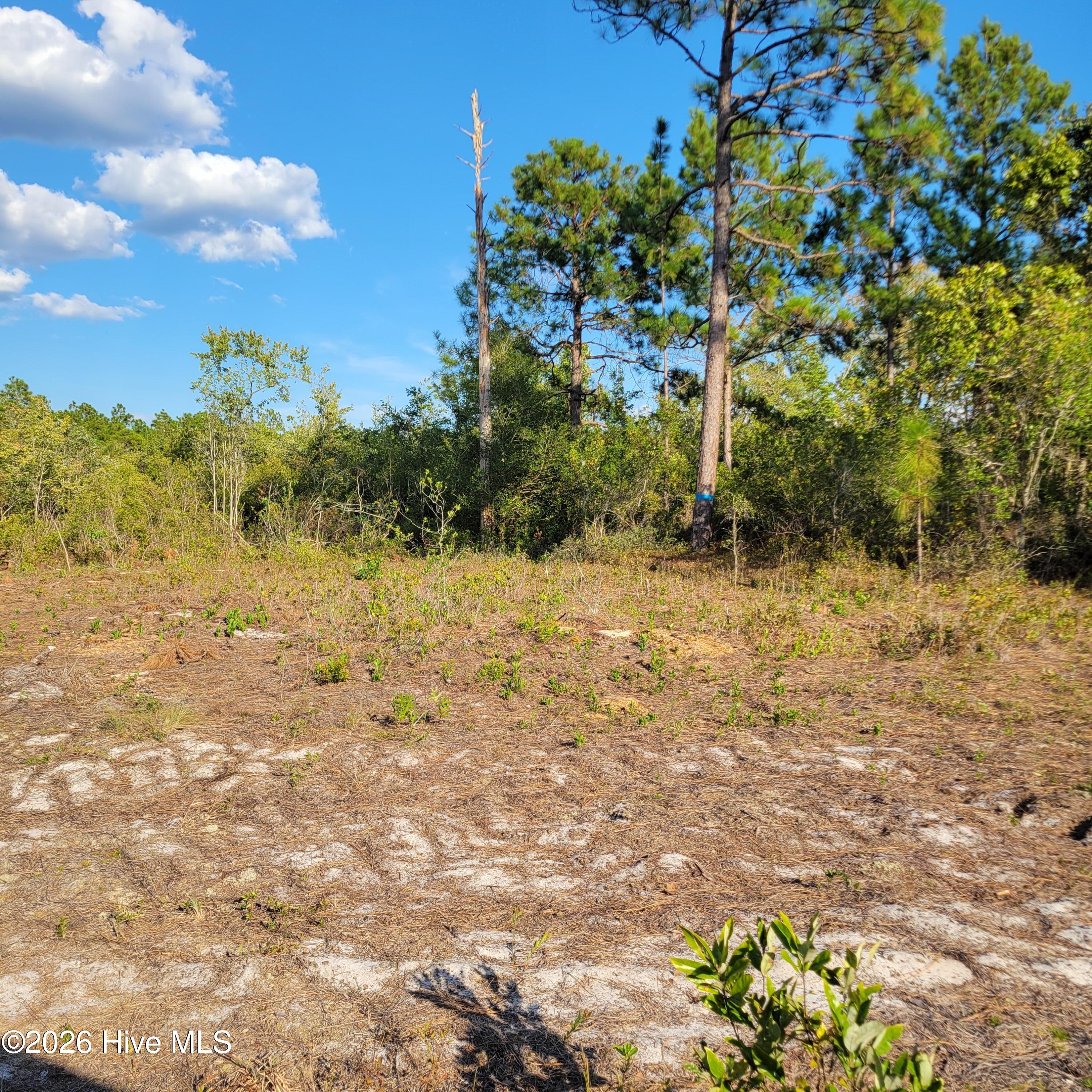 Lot 0 Moores Swamp Road Ivanhoe, NC 28447 - Photo 4 of 5 20260929_170215