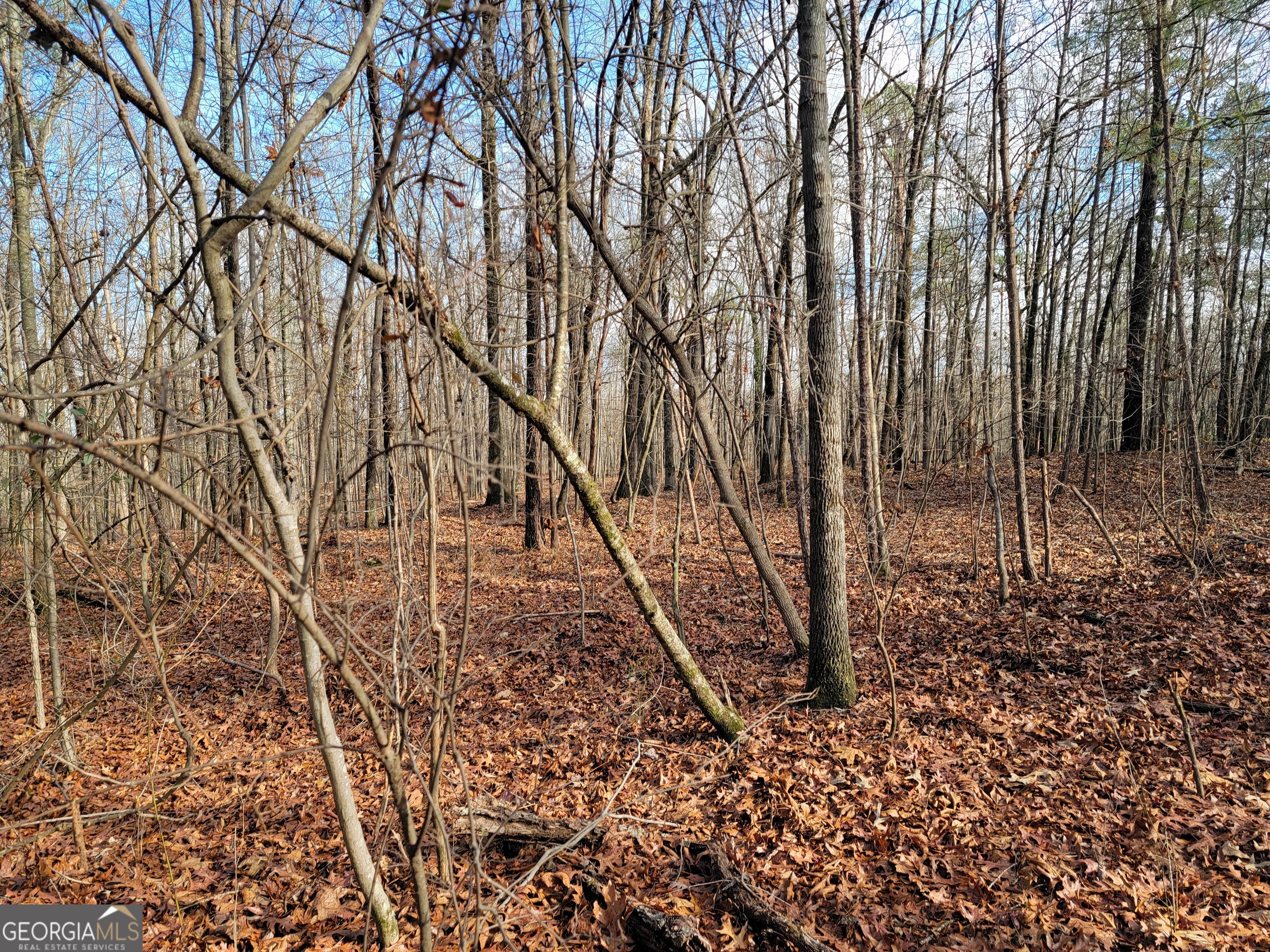 0 Rocky Hollow Road Summerville, GA 30747 - Photo 6 of 14