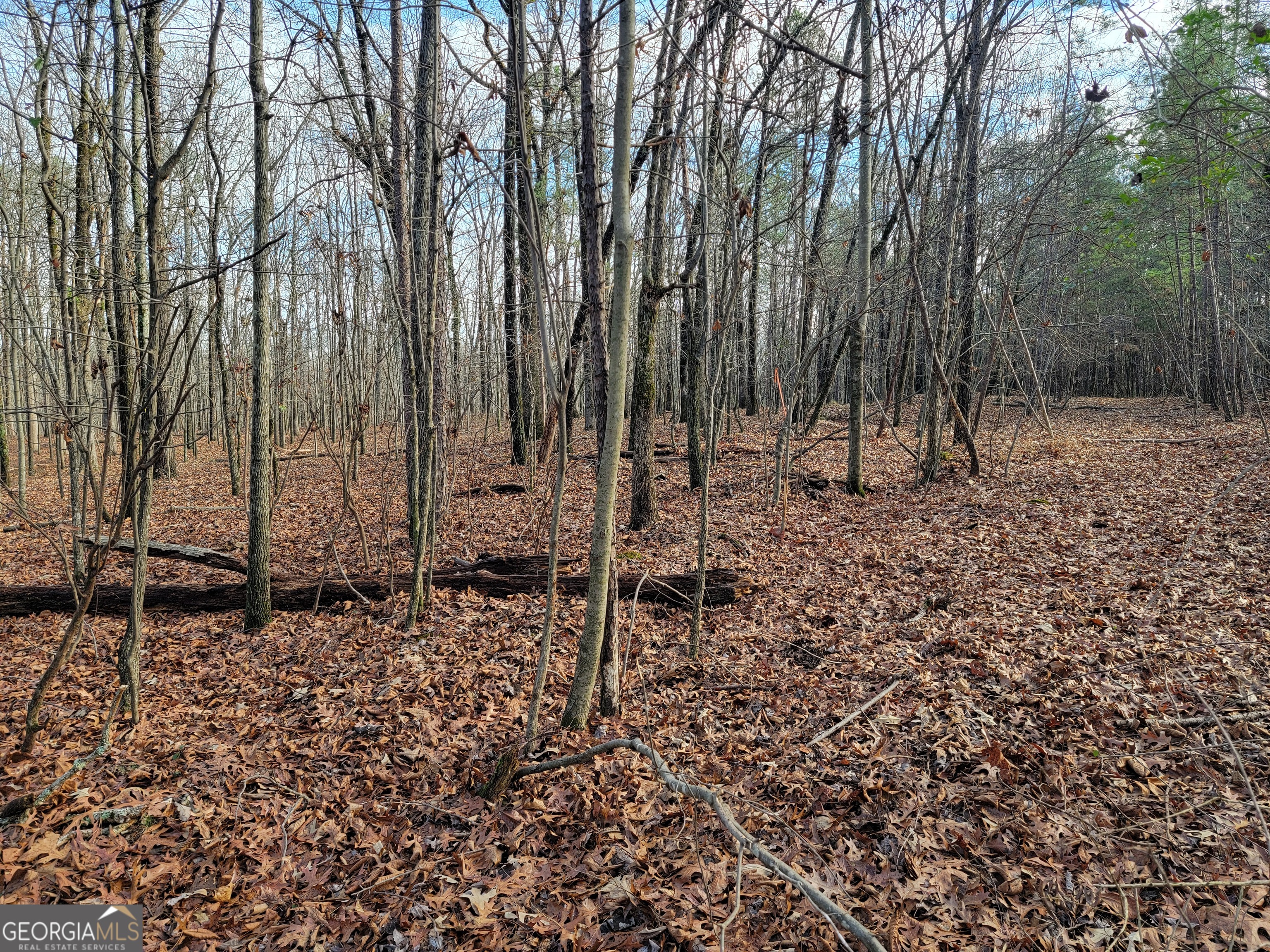 0 Rocky Hollow Road Summerville, GA 30747 - Photo 7 of 14