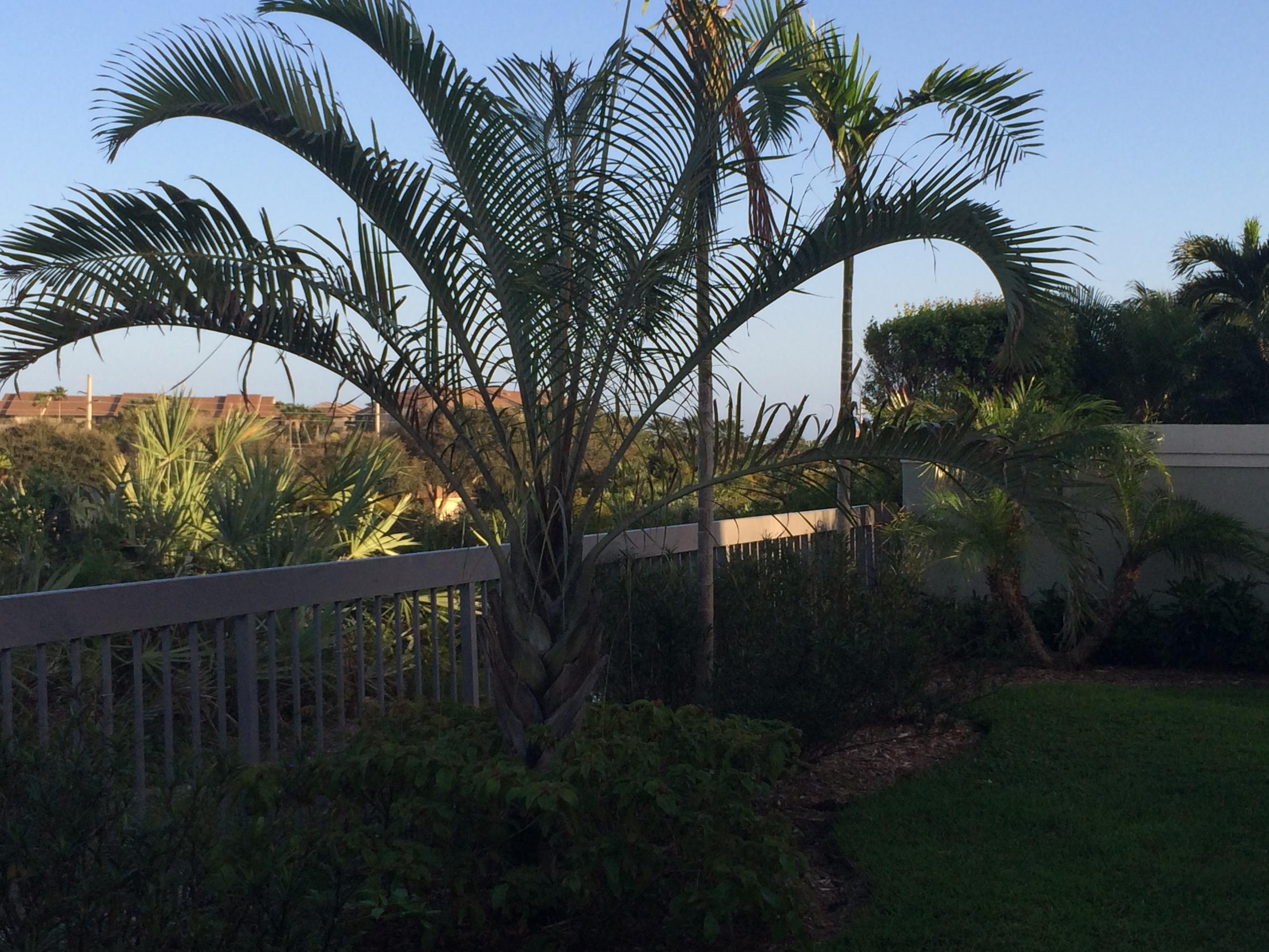 189 Ridge Road Jupiter, FL 33477 - Photo 38 of 38 Backyard Overlooking Ridge