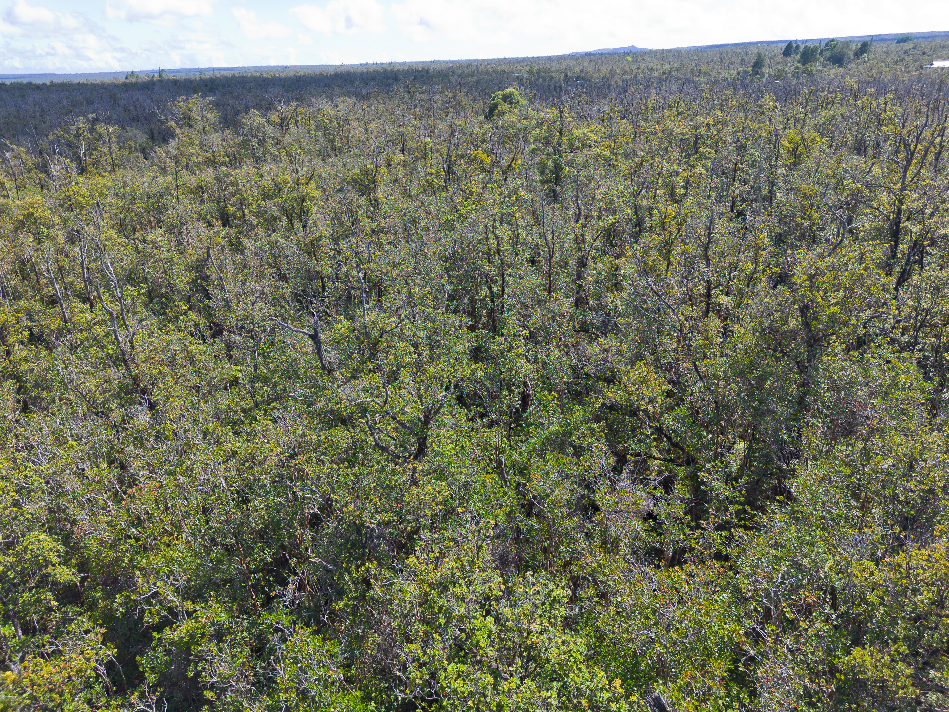 17 Omeka Road Mountain View, HI 96771 - Photo 2 of 30 a view of a big yard with lots of green space