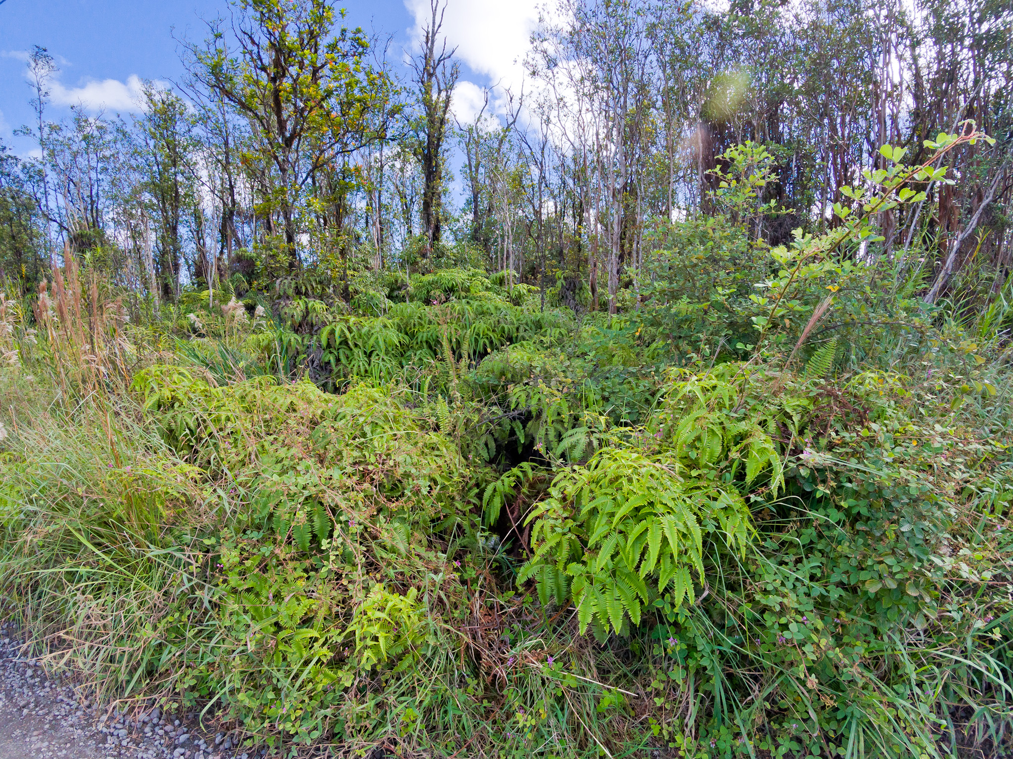 17 Omeka Road Mountain View, HI 96771 - Photo 29 of 30 a view of a garden with plants