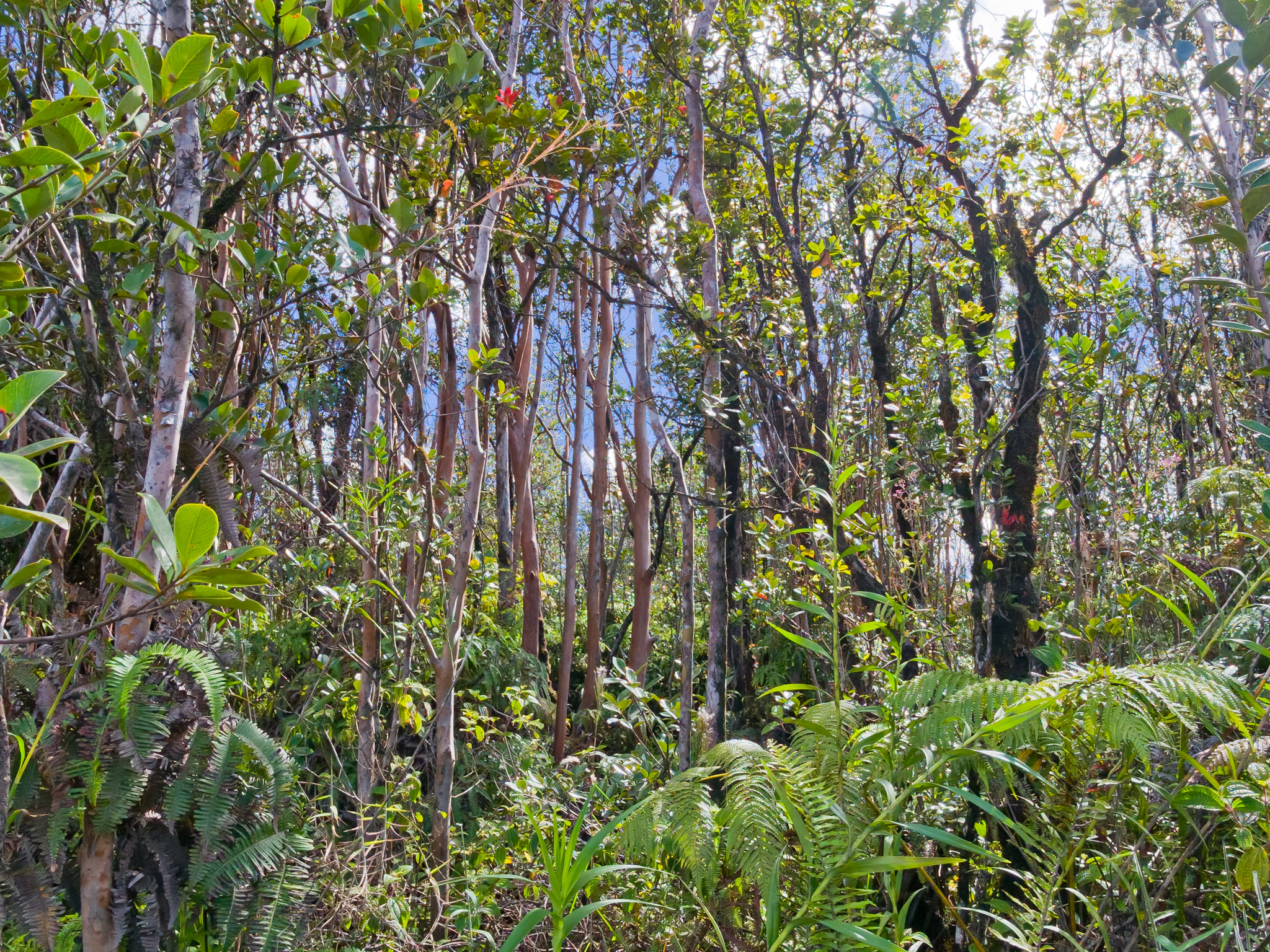 17 Omeka Road Mountain View, HI 96771 - Photo 30 of 30 a view of a tree