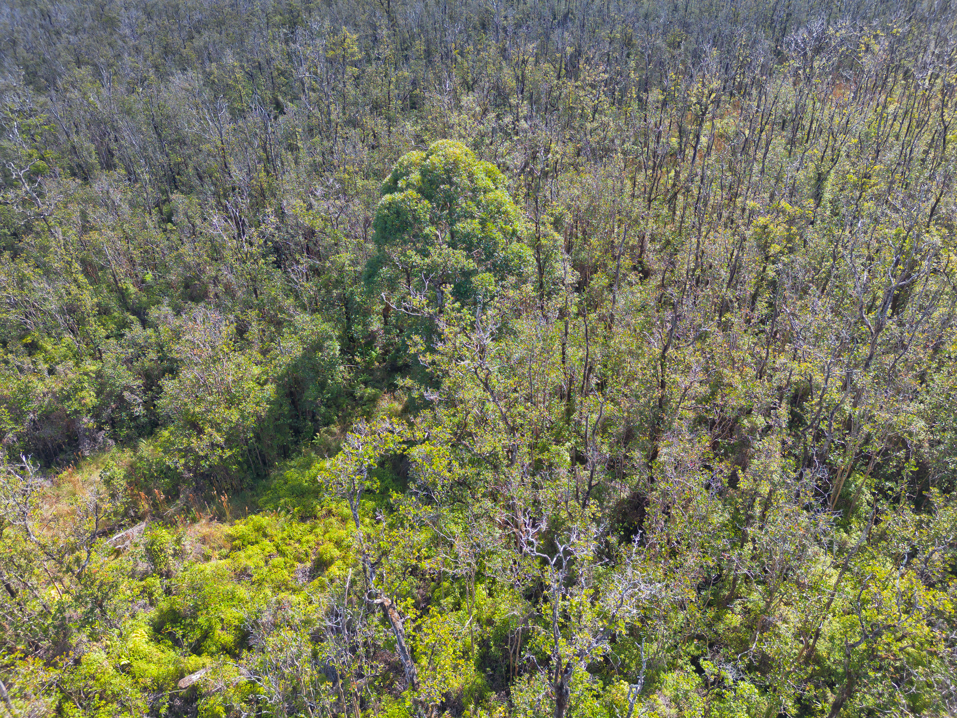 17 Omeka Road Mountain View, HI 96771 - Photo 3 of 30 a view of a forest with a tree