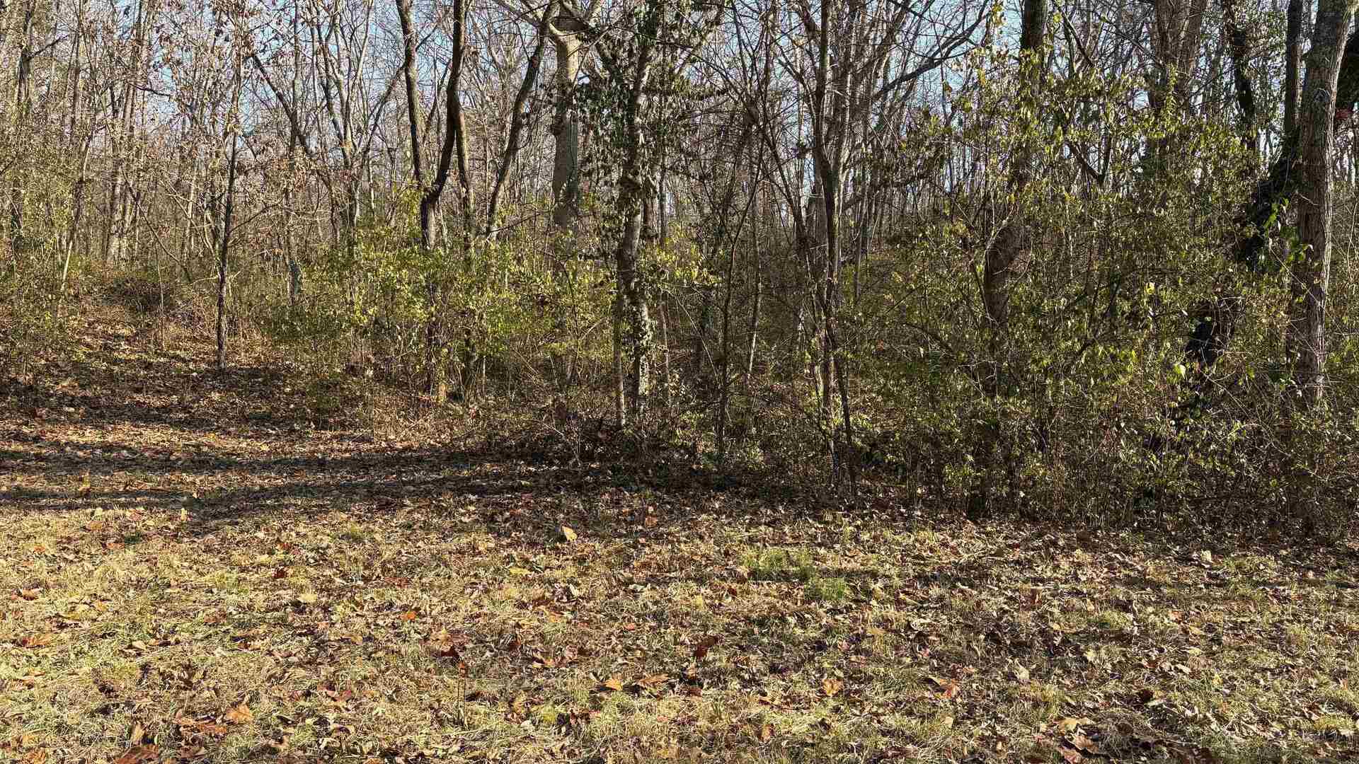 2954 Cardinals Lane Chester, IL 62233 - Photo 29 of 32 a view of a yard with a tree