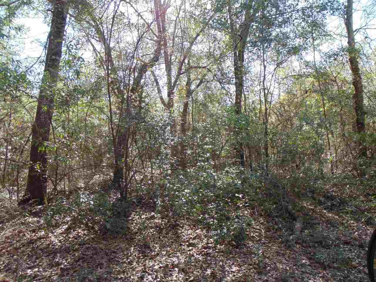 88 Rochelle Lane Monticello, FL 32344 - Photo 4 of 25 Gallery Image 4