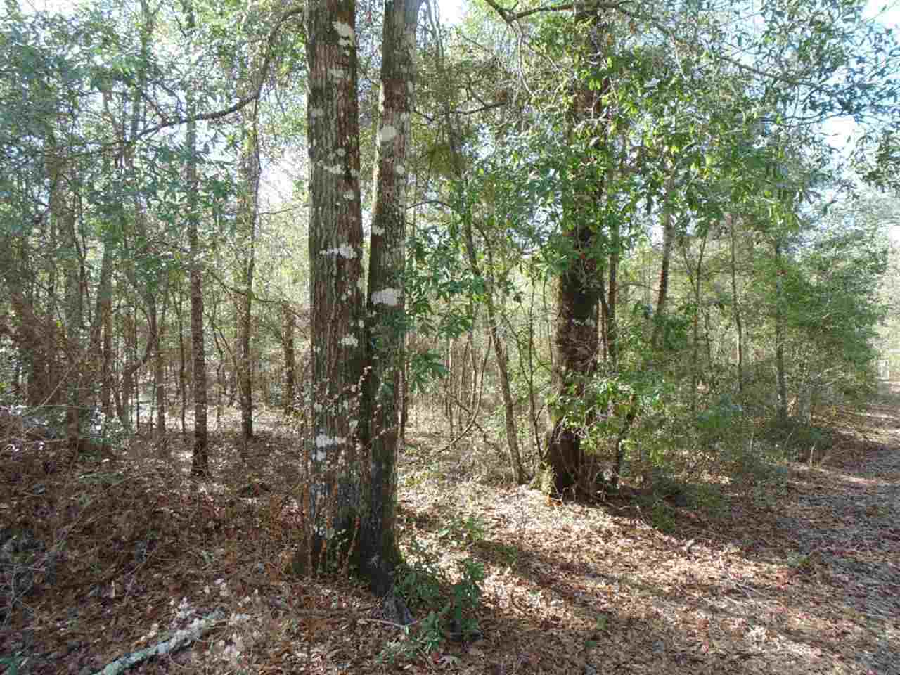 88 Rochelle Lane Monticello, FL 32344 - Photo 5 of 25 Gallery Image 5