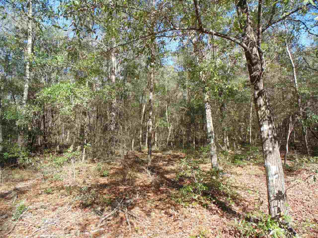 88 Rochelle Lane Monticello, FL 32344 - Photo 7 of 25 Gallery Image 7