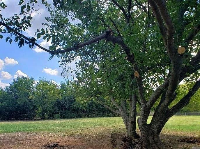 1168 Preston Meadows Road Sherman, TX 75092 - Photo 20 of 20 a view of a yard with a tree