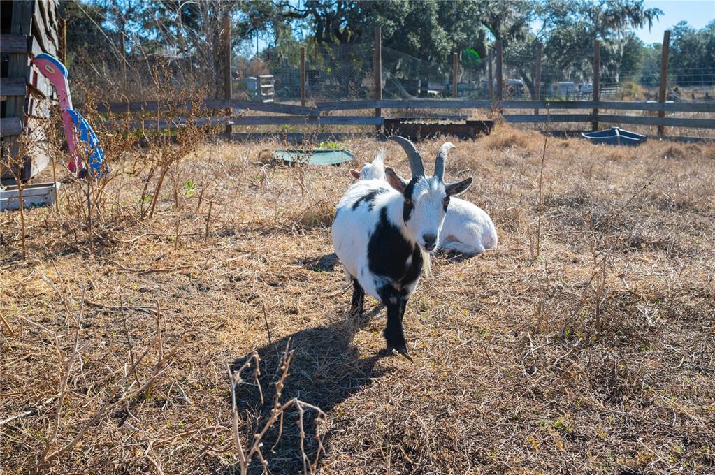 6531 Durant Road Plant City, FL 33567 - Photo 26 of 60