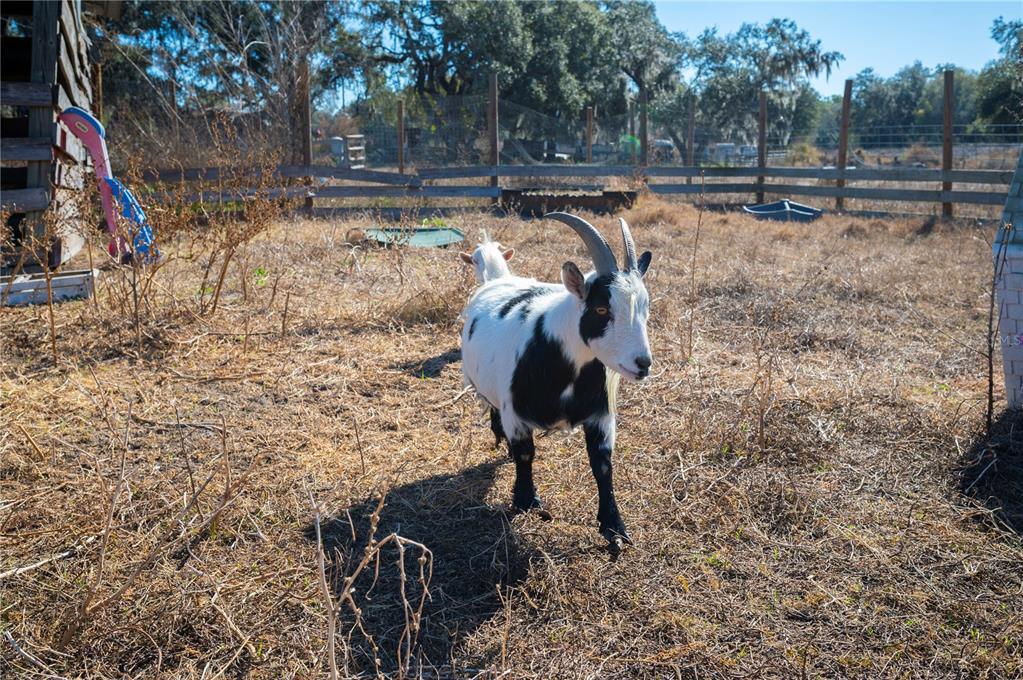 6531 Durant Road Plant City, FL 33567 - Photo 27 of 60