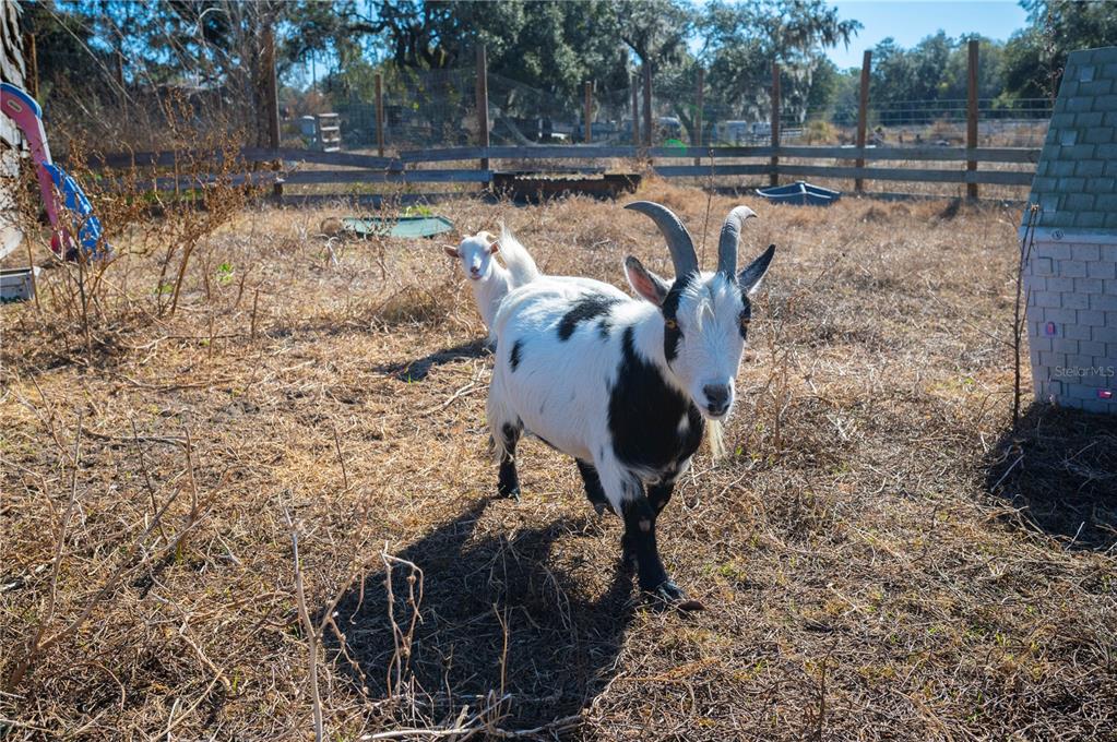 6531 Durant Road Plant City, FL 33567 - Photo 28 of 60