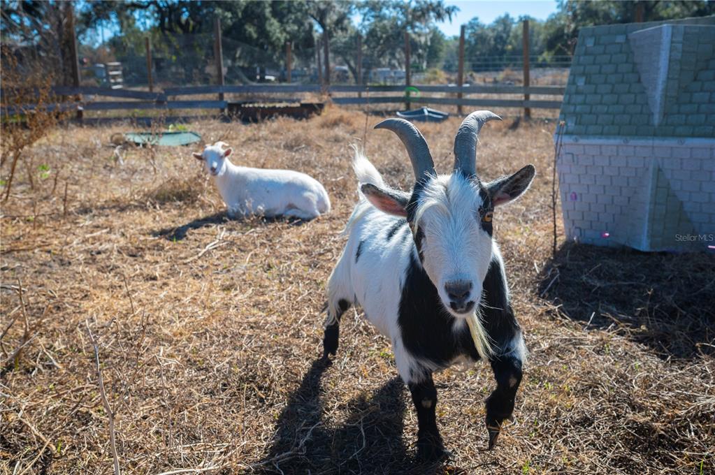 6531 Durant Road Plant City, FL 33567 - Photo 29 of 60