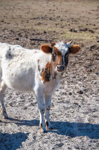 $1,300,000 | 6531 Durant Road, Plant City, FL 33567