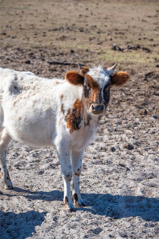 6531 Durant Road Plant City, FL 33567 - Photo 34 of 60