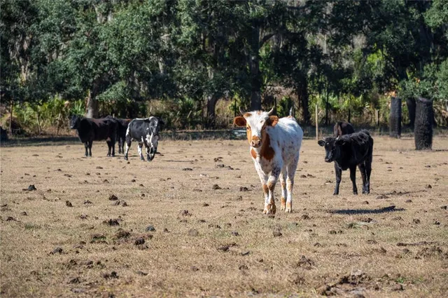 $1,300,000 | 6531 Durant Road, Plant City, FL 33567