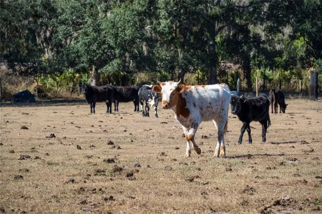 $1,300,000 | 6531 Durant Road, Plant City, FL 33567