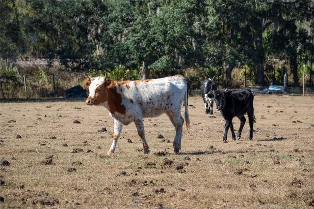 $1,300,000 | 6531 Durant Road, Plant City, FL 33567