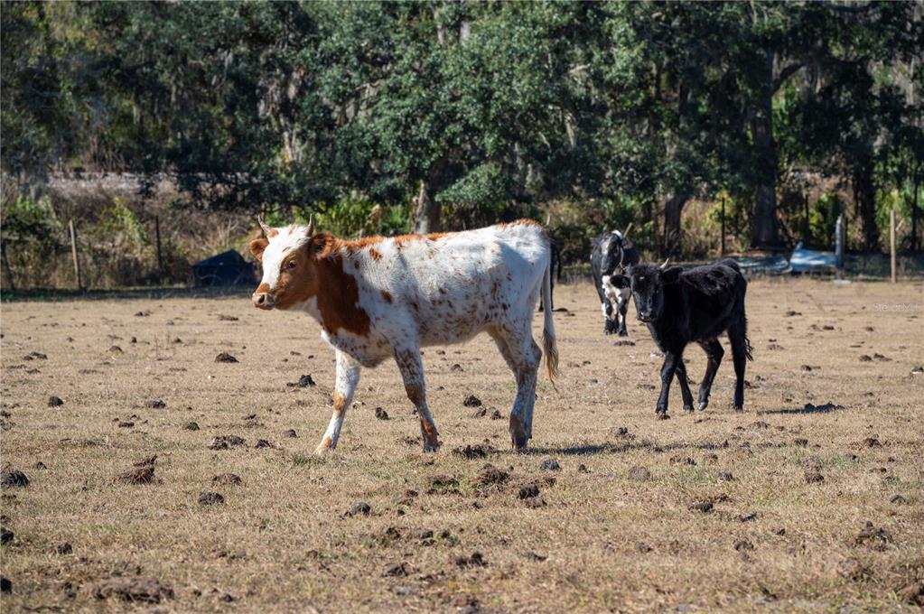 6531 Durant Road Plant City, FL 33567 - Photo 37 of 60