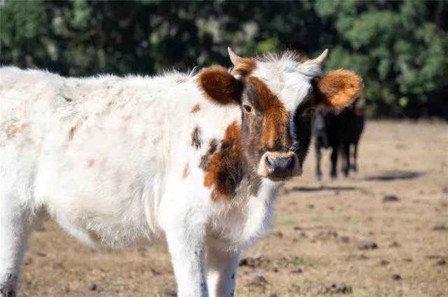 $1,300,000 | 6531 Durant Road, Plant City, FL 33567