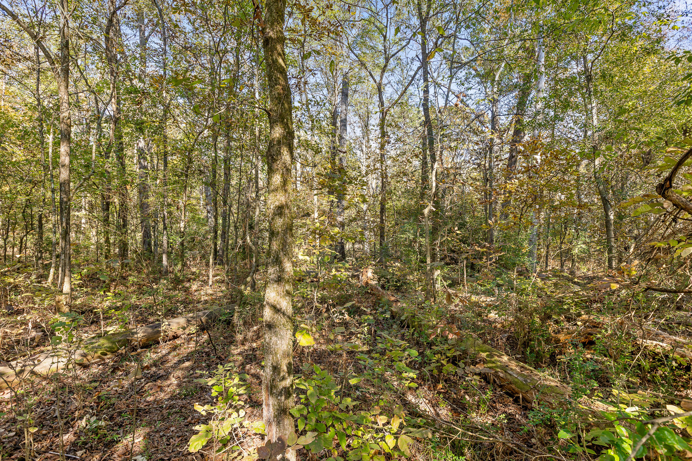 327 Starr Hawk Lane Chickamauga, GA 30707 - Photo 2 of 3 Starr-3