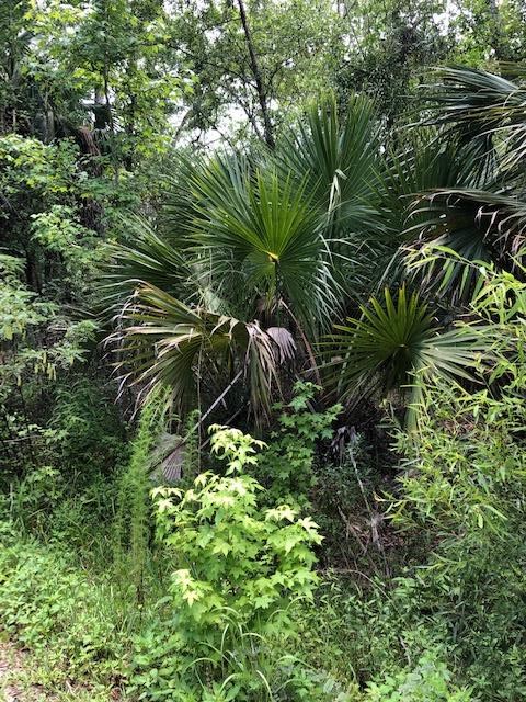 73 Hope Lane St. Marks, FL 32355 - Photo 5 of 17