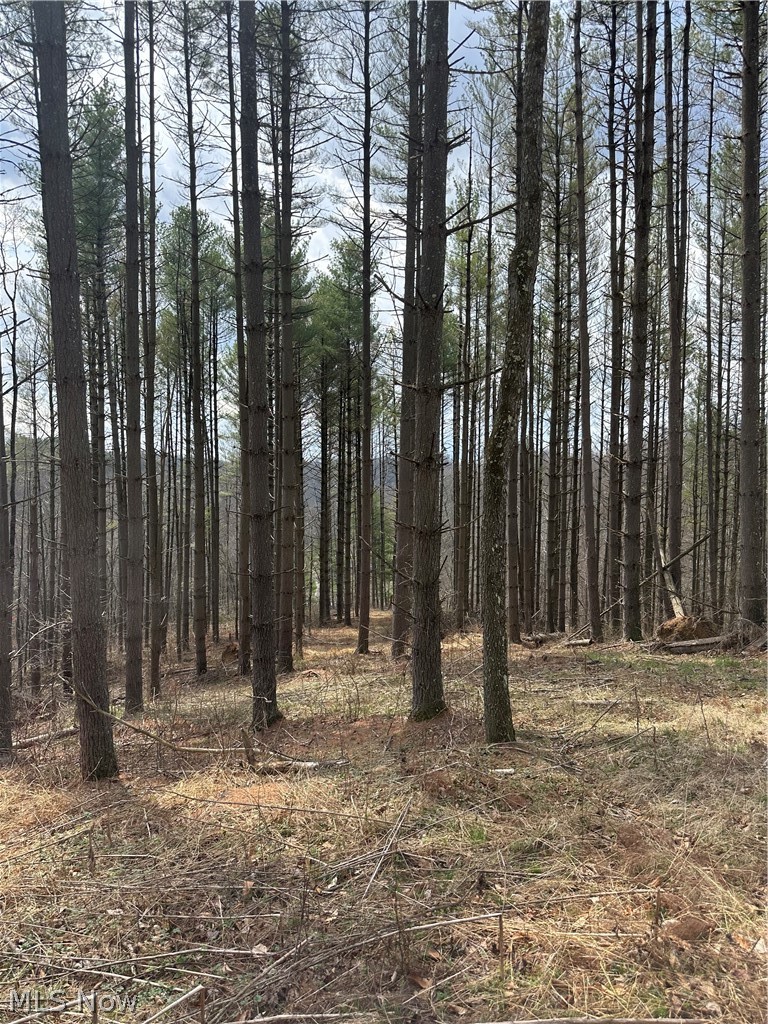 44800 Jim Stimpert Road Lewisville, OH 43754 - Photo 23 of 49 Several pine trees