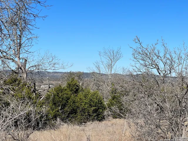 a view of a trees in a forest