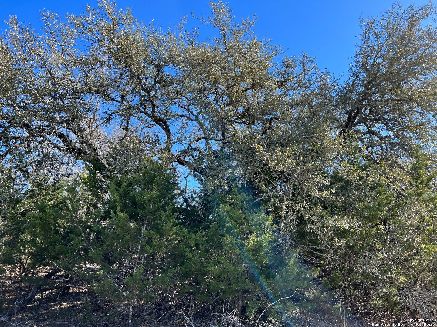 Tbd Waring Welfare Road Comfort, TX 78013 - Photo 15 of 17 a view of a trees in a forest