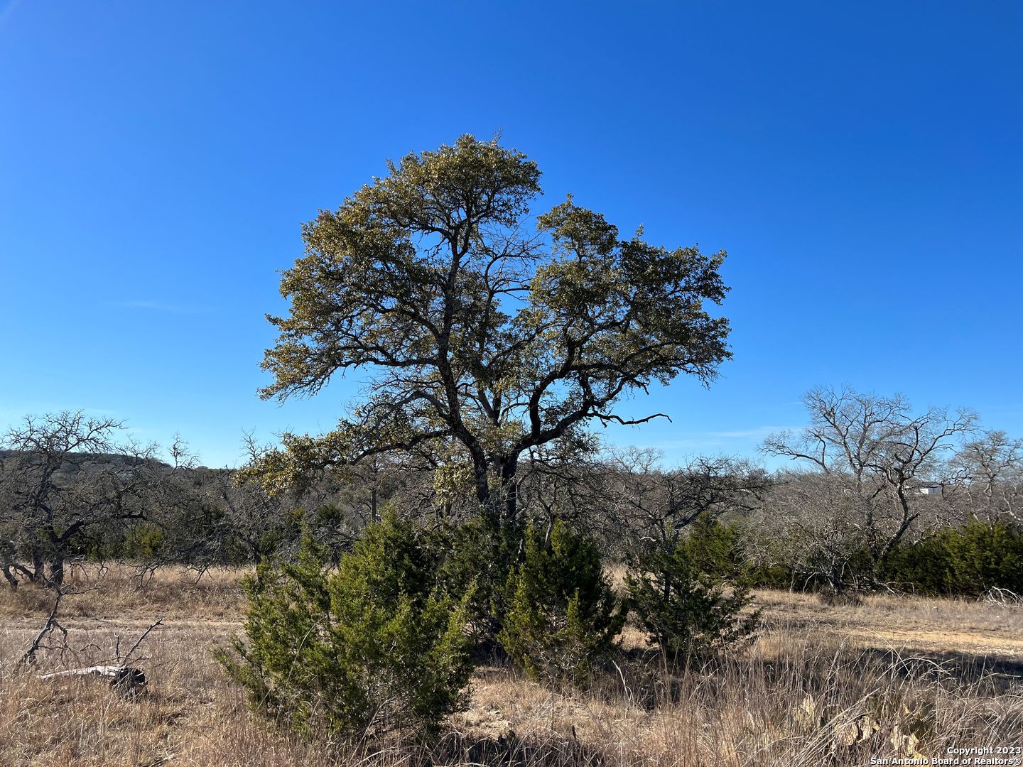 Tbd Waring Welfare Road Comfort, TX 78013 - Photo 5 of 17 a view of a tree in a field with a tree in the background