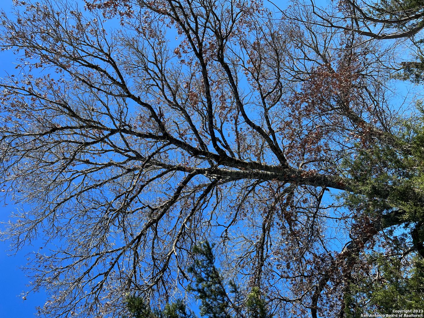 Tbd Waring Welfare Road Comfort, TX 78013 - Photo 7 of 17 a picture of tree