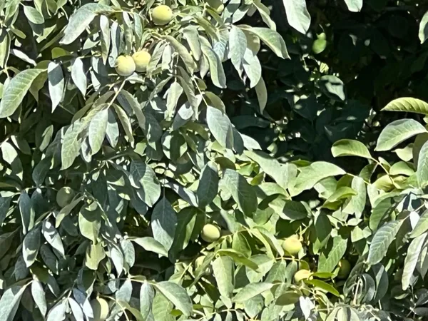 a backyard of a house