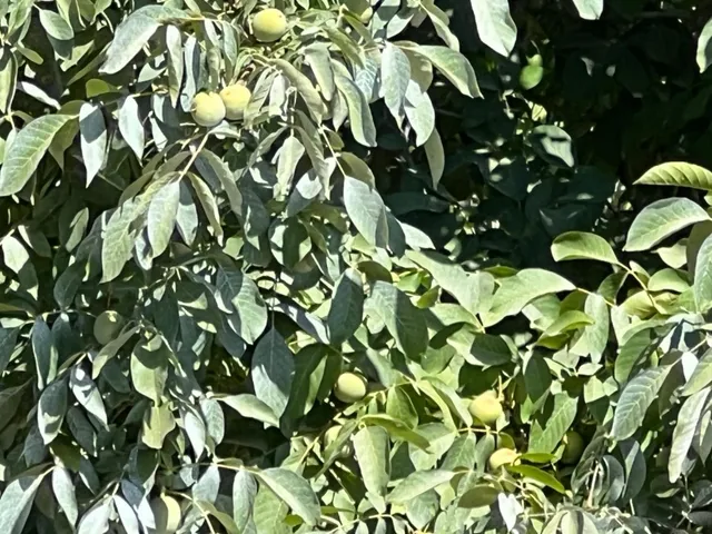 a backyard of a house