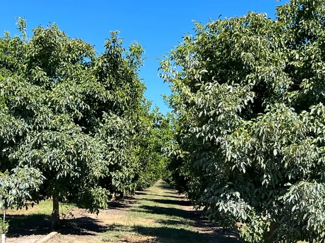 a view of outdoor space and trees