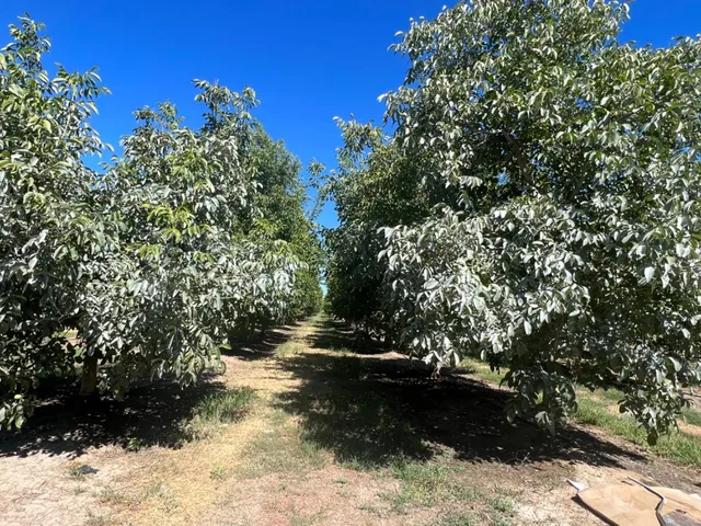 a view of a yard with large trees