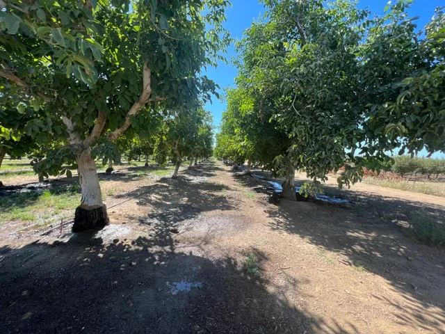 a view of a yard with a tree