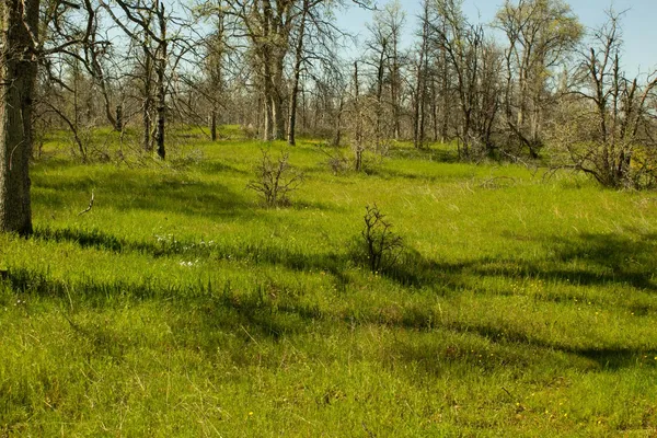a view of yard with green space
