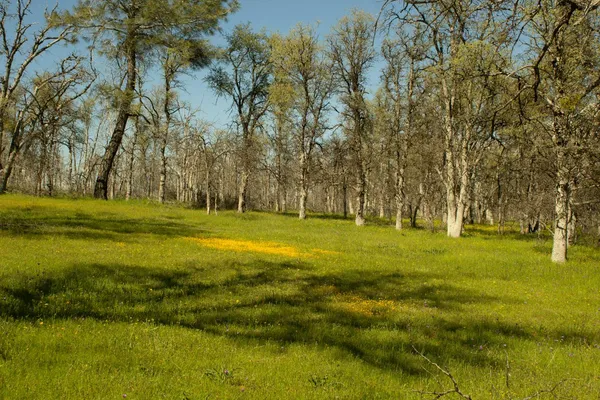 a view of a field with trees