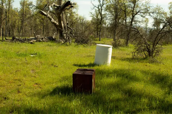a view of a garden with large trees
