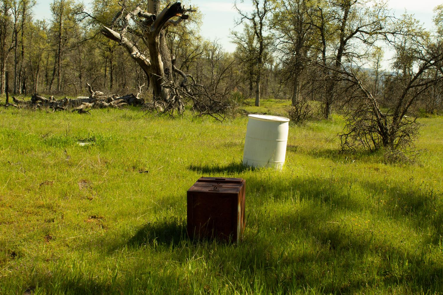 5743 Schilling Road Coulterville, CA 95311 - Photo 8 of 10 a view of a garden with large trees