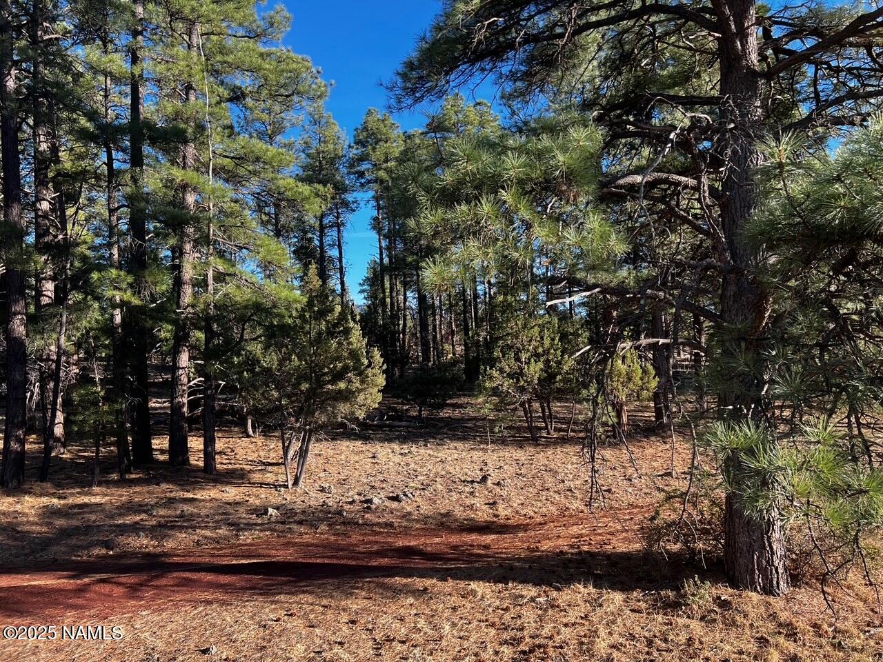475 North Double A Ranch Road Williams, AZ 86046 - Photo 6 of 18 a view of a yard with large trees