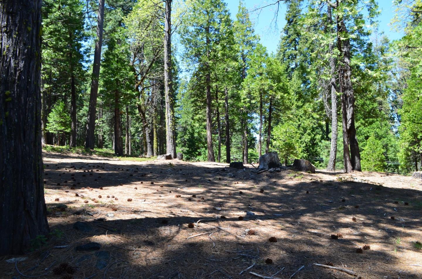 a view of a tree in front of a yard